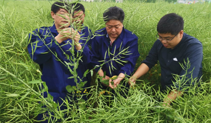 推广高油新品种，另辟致富新路径