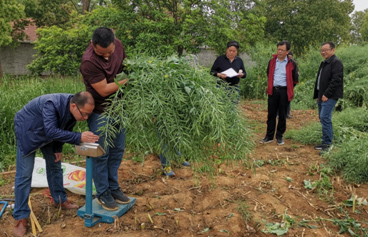 我院召开荆州市高效冬春饲料油菜种植与青贮技术现场观摩活动