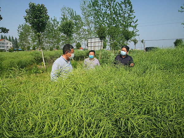 省农科院副院长邵华斌一行考察我院乡村振兴示范村建设