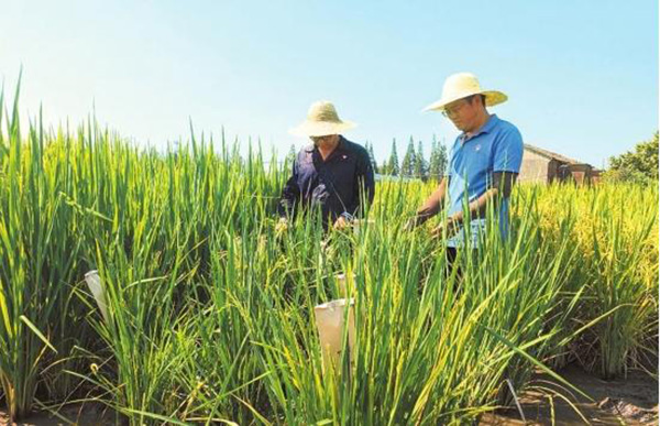 荆州农业科学院与科研院所联手 源头创新 提升“荆州大米”品质