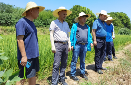 荆州农业科学院深入水稻示范基地为民服务解难题