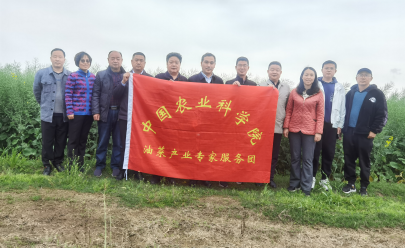 中国农科院油菜产业专家团来荆调研指导油菜生产